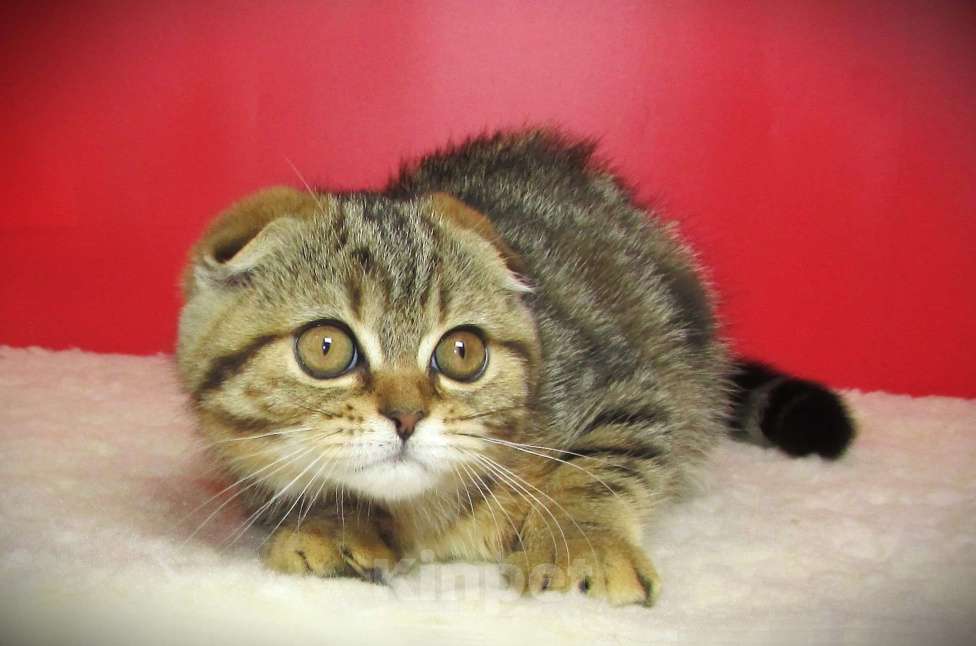 Кошки в Санкт-Петербурге: шотландская кошечка фолд Девочка, Бесплатно - фото 2