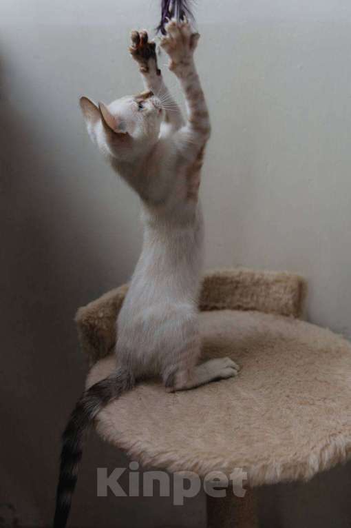 Кошки в Санкт-Петербурге: Мальчик (снежный минк)  Мальчик, 45 000 руб. - фото 3