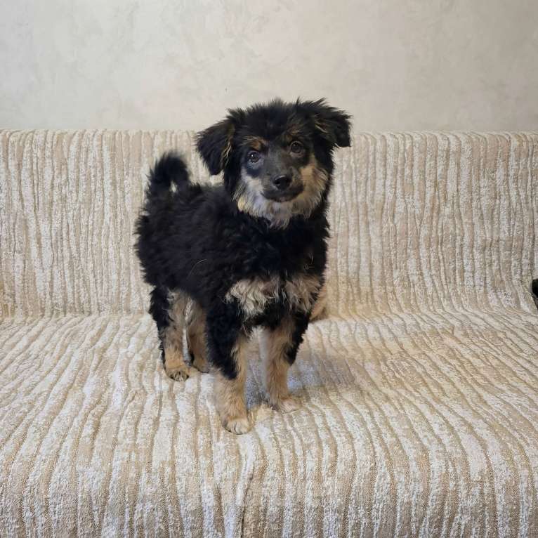 Собаки в Москве: овечка Долли Девочка, Бесплатно - фото 2