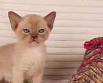 Кошки в других городах Московской области: Европейская бурма Мальчик, 90 000 руб. - фото 2