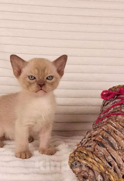 Кошки в других городах Московской области: Европейская бурма Мальчик, 90 000 руб. - фото 2