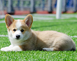 Собаки в Твери: Щенок Вельш-корги-пемброк Мальчик, 120 000 руб. - фото 1