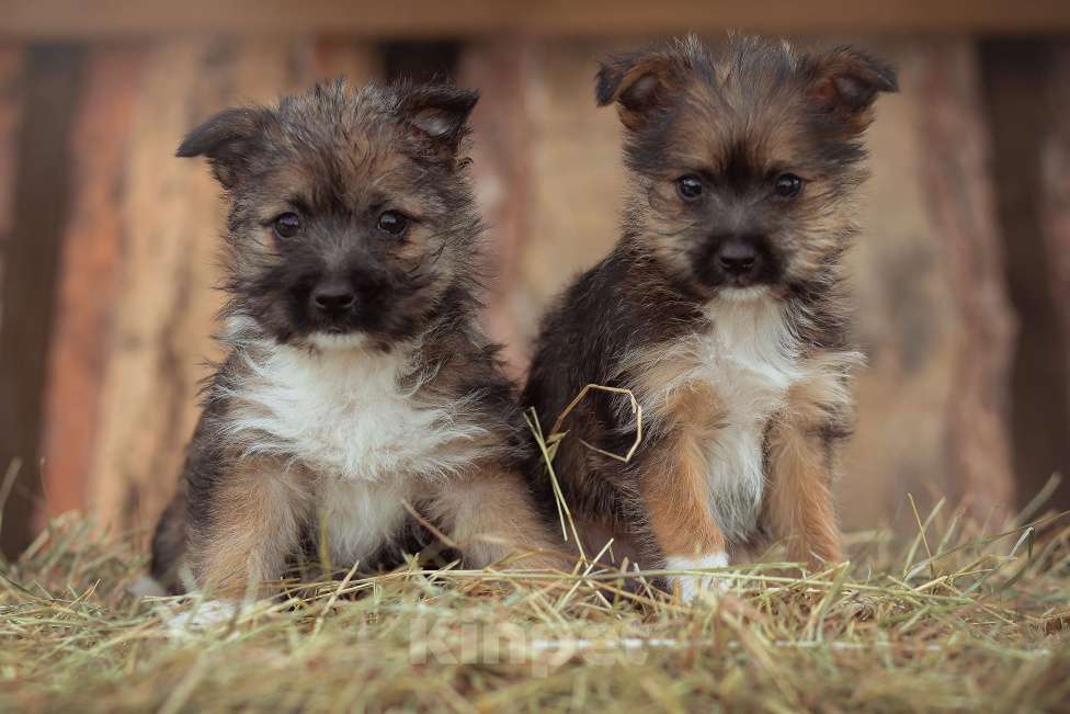 Собаки в Москве: щенок мелкаш Мимоза в добрые руки Девочка, Бесплатно - фото 3