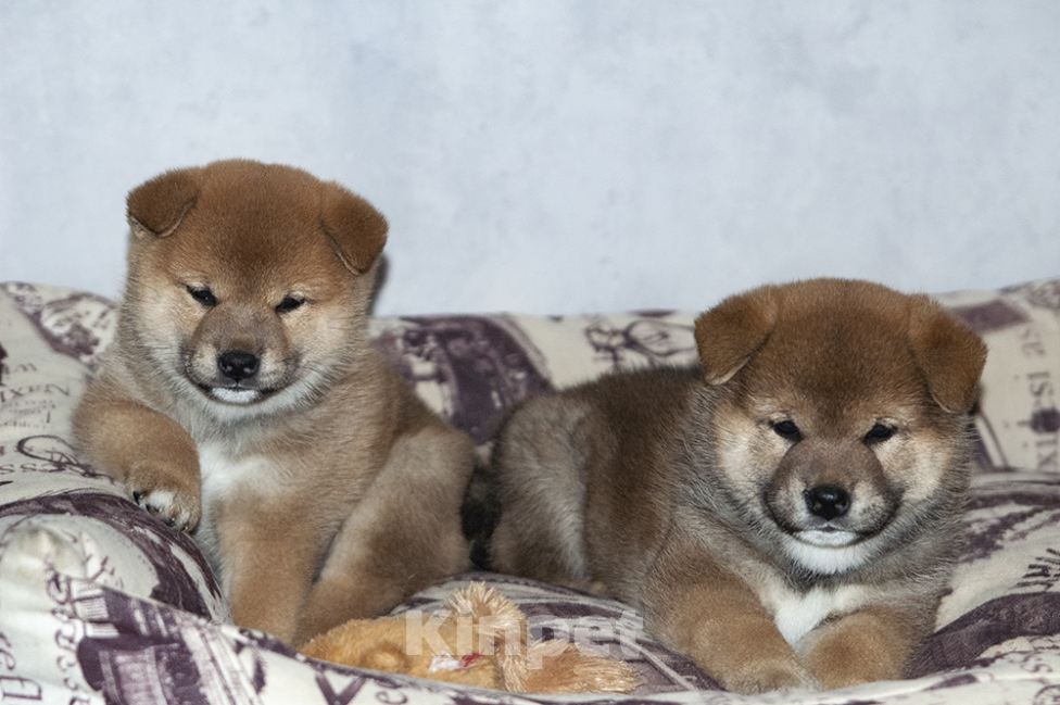 Собаки в Кольчугино: Мальчик сиба-ину,  2.5 месяца, предлагается к продаже Мальчик, 40 000 руб. - фото 4