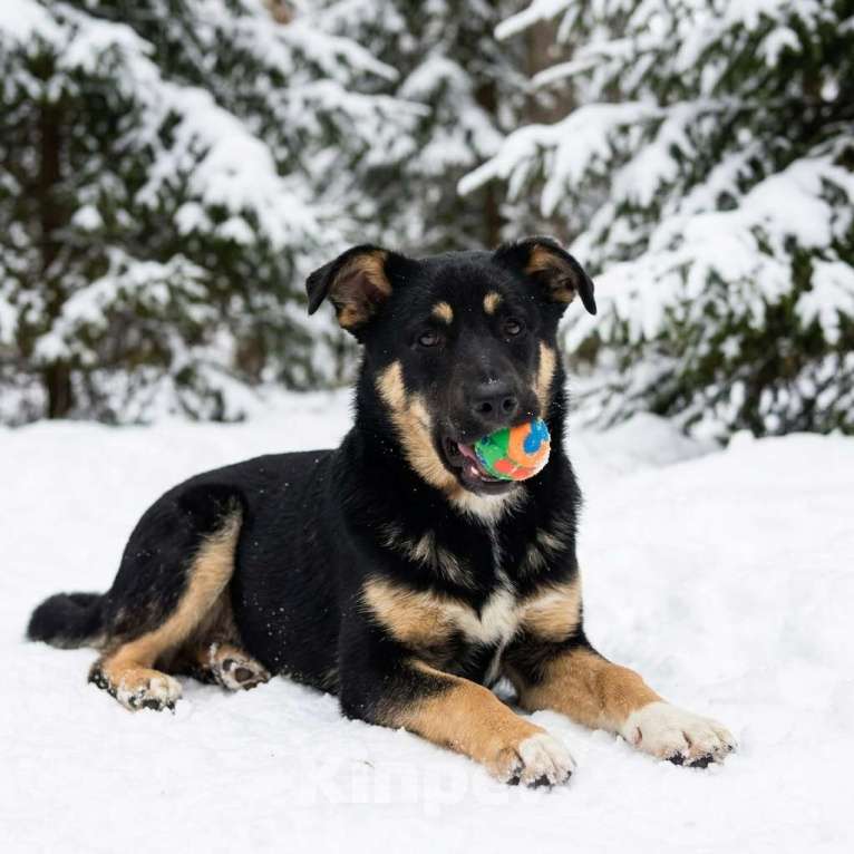 Собаки в Москве: щенок Грейс в добрые руки Девочка, Бесплатно - фото 7
