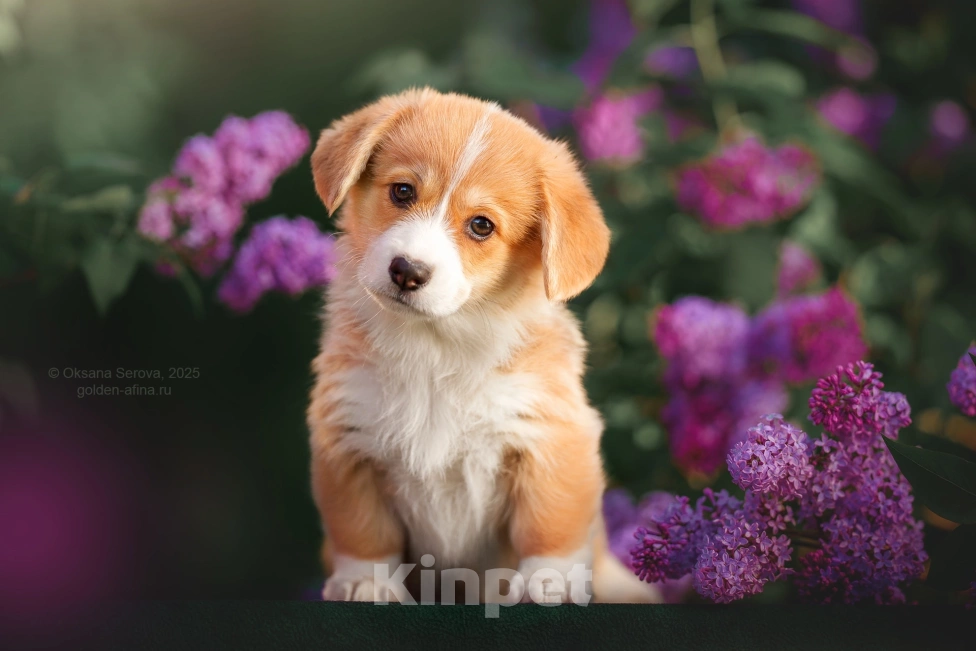 Собаки в Фрязино: Щенки вельш корги пемброк, предварительная бронь на конец мая Девочка, 75 000 руб. - фото 2