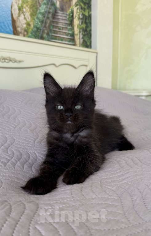 Кошки в Краснодаре: Девочка Мейн-кун Девочка, 45 000 руб. - фото 1