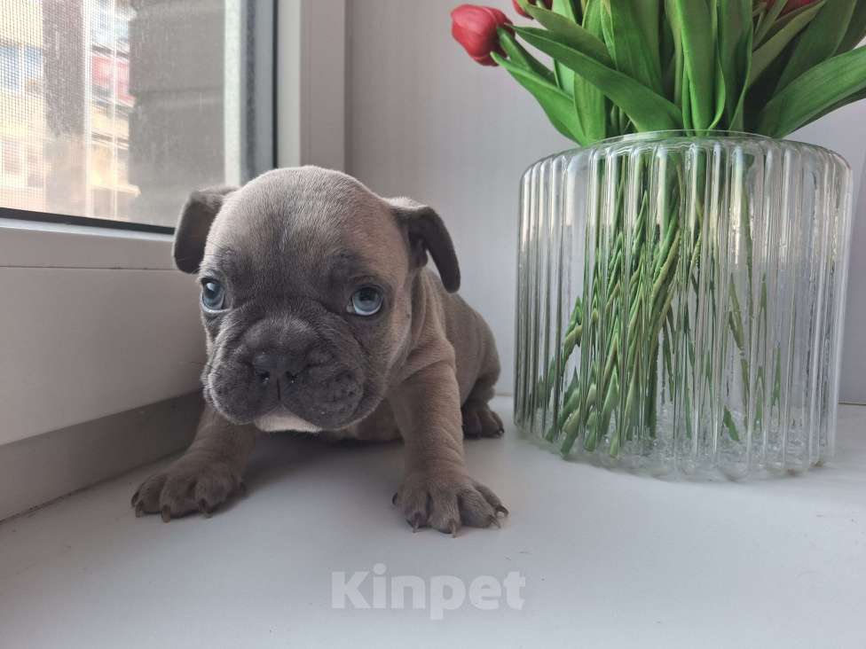 Собаки в Санкт-Петербурге: Французский бульдог Мальчик, 50 000 руб. - фото 9