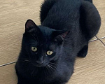 Кошки в Москве: Арамис, заколдованный котенок 💔 Откликов было много, но его так никто и не забрал Мальчик, Бесплатно - фото 1