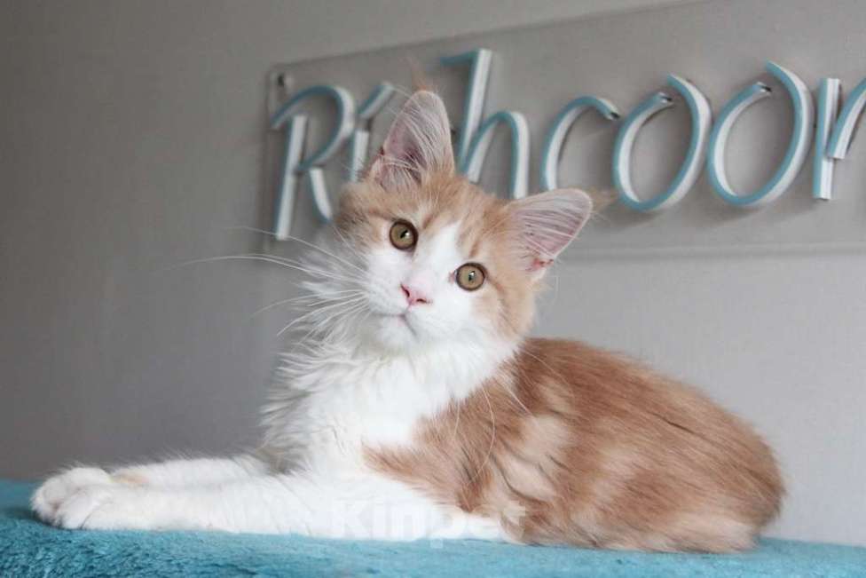 Кошки в Екатеринбурге: Котята мейнкун из питомника Ричкун - Екатеринбург Мальчик, 30 000 руб. - фото 4