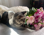 Кошки в Воронеже: Уличный котенок ищет дом Мальчик, Бесплатно - фото 5