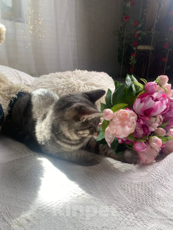Кошки в Воронеже: Уличный котенок ищет дом Мальчик, Бесплатно - фото 5