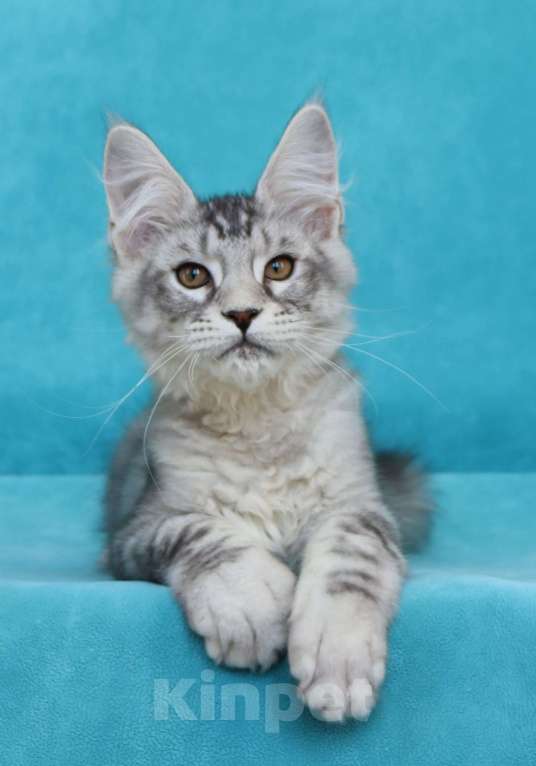 Кошки в Мытищах: Котенок Мейн-кун Мальчик, 200 000 руб. - фото 1