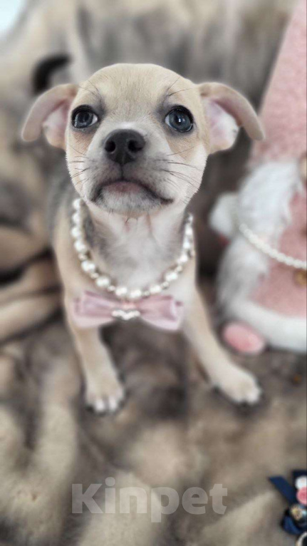 Собаки в Москве: девочка чихуахуа гш крупный стандарт Девочка, 60 000 руб. - фото 3