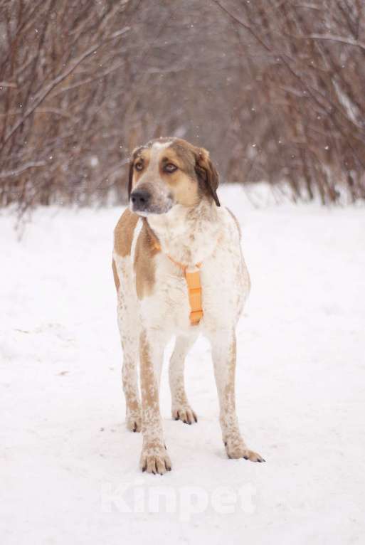 Собаки в Москве: Очень красивый Дэнни в поисках дома Мальчик, Бесплатно - фото 4