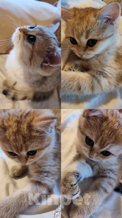 Кошки в Казани: Британский короткошерстный котёнок Мальчик, 18 000 руб. - фото 4