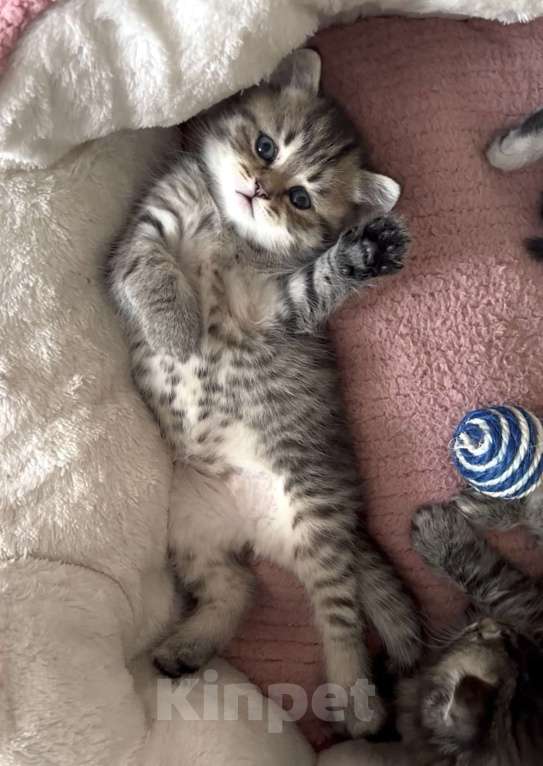 Кошки в Москве: Моне Мальчик, 15 000 руб. - фото 4