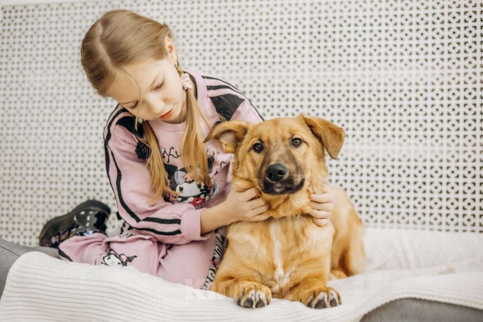 Собаки в Москве: Щенок бесплатно в Москве Девочка, Бесплатно - фото 7