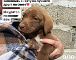 Собаки в Сочи: Карамелька ищет дом Девочка, Бесплатно - фото 9