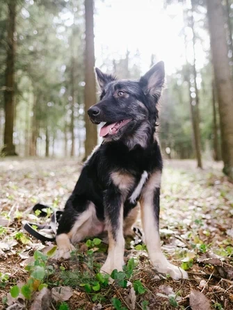 Собаки в Москве: щенок метис овчарки Девочка, Бесплатно - фото 2