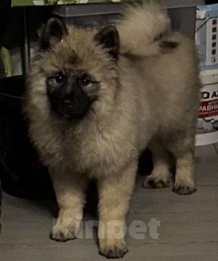 Собаки в Москве: Джоув Божественный Из Воронцовского Дворца  Мальчик, 50 000 руб. - фото 1