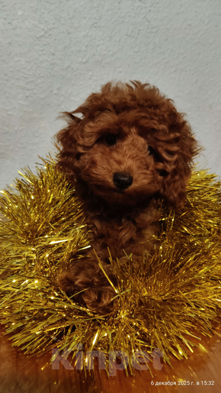 Собаки в Мытищах: Миниатюрный пудель Адель Девочка, 90 000 руб. - фото 3