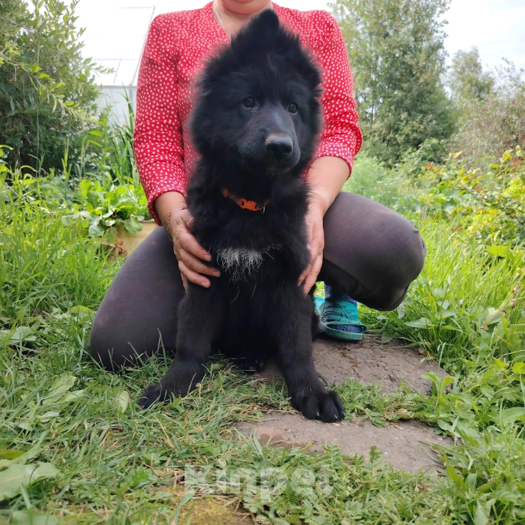 Собаки в Верещагино: Продаются щенки немецкой длинношерстной овчарки с документами РКФ. Родители чемпионы, Окд1 и Зкс1  Девочка, 45 000 руб. - фото 3