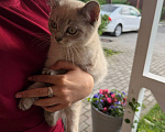 Кошки в Москве: котенок от британской кошки в добрые руки Мальчик, Бесплатно - фото 3