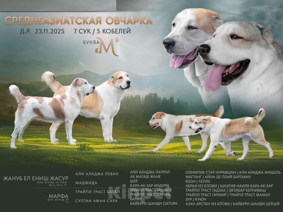 Собаки в Печоре: Щенок САО Мальчик, 50 000 руб. - фото 4