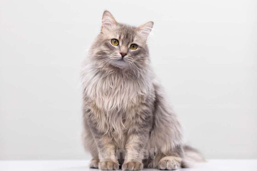 Кошки в Москве: кот Дракула в добрые руки Мальчик, Бесплатно - фото 5