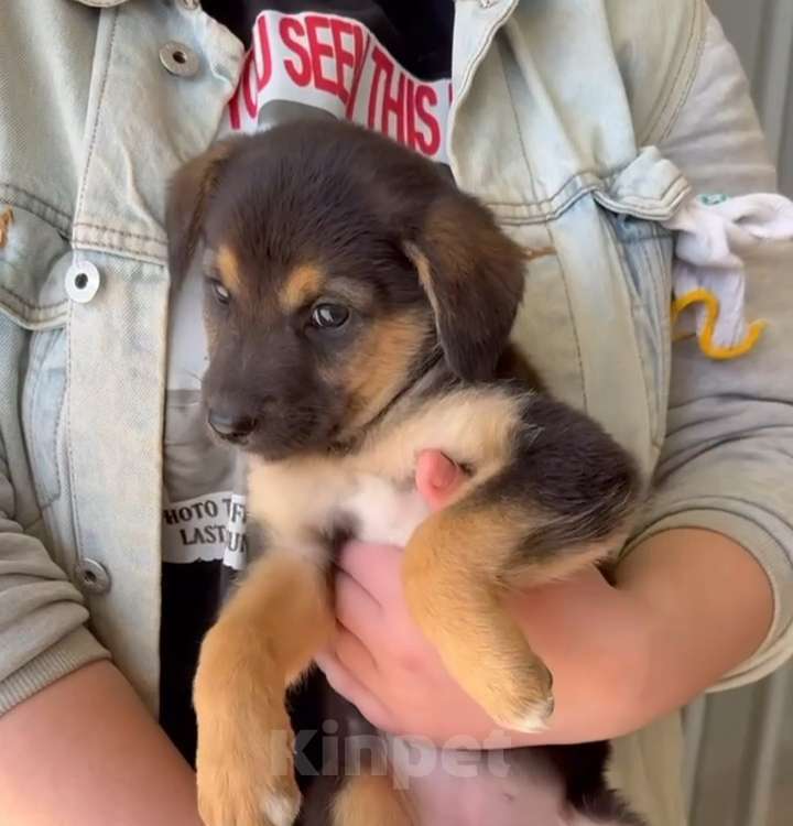 Собаки в Калининграде: срочно отдам в добрые руки Разнополые, Бесплатно - фото 2