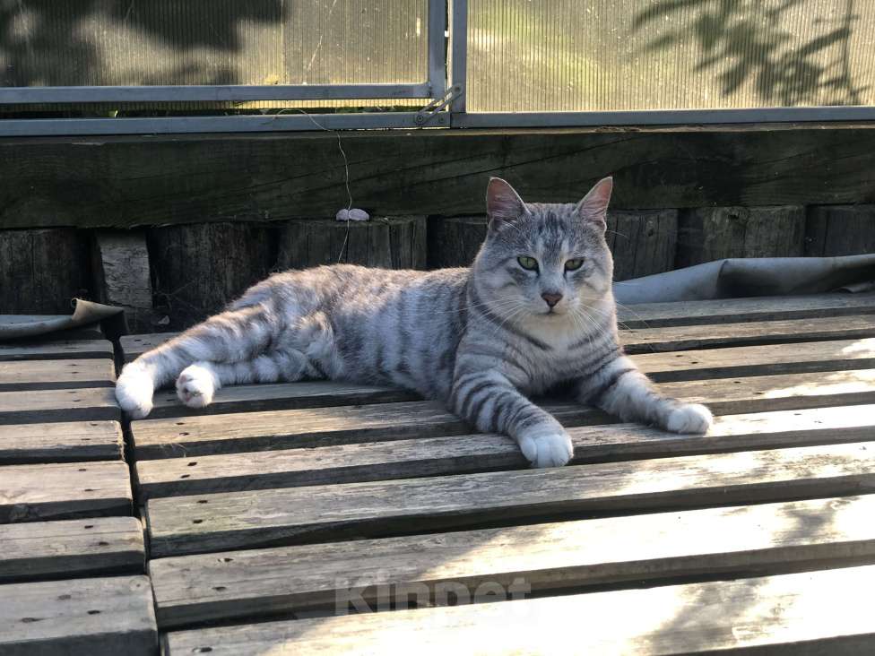 Кошки в других городах Московской области: Вязка курильского бобтейла Мальчик, 25 000 руб. - фото 2