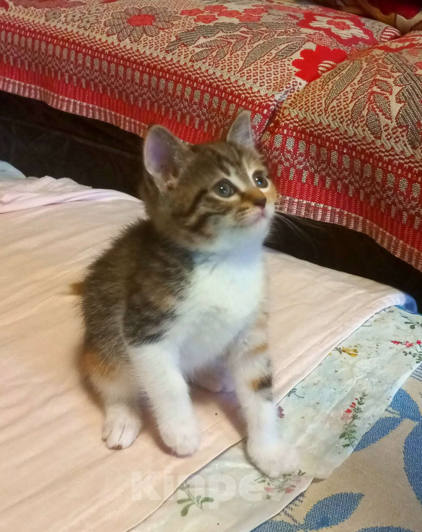 Кошки в Туле: Бездомные котята Мальчик, Бесплатно - фото 2