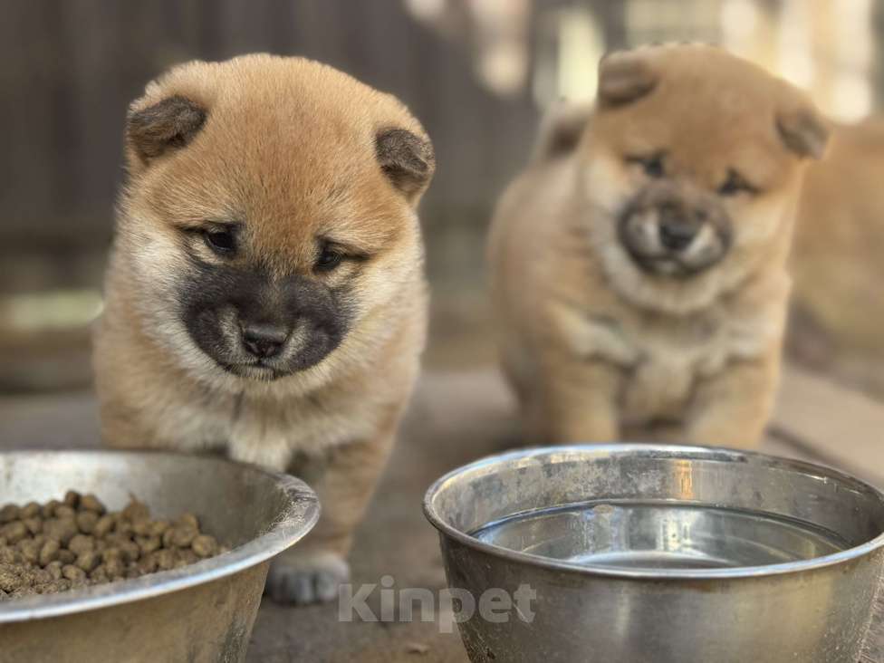 Собаки в Балашихе: Девочка сиба Девочка, 50 000 руб. - фото 5