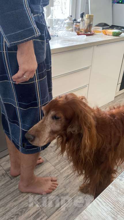 Собаки в Ногинске: Найдена собака Мальчик, Бесплатно - фото 1