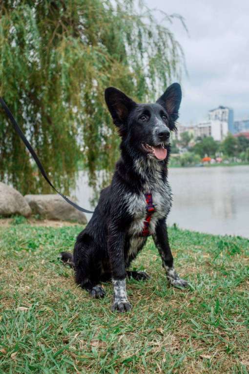 Собаки в Москве: ПО спасён в Грузии и ищет дом Мальчик, Бесплатно - фото 9