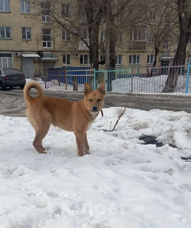 Собаки в Новокузнецке: Помогает найти щенка Мальчик, Бесплатно - фото 2