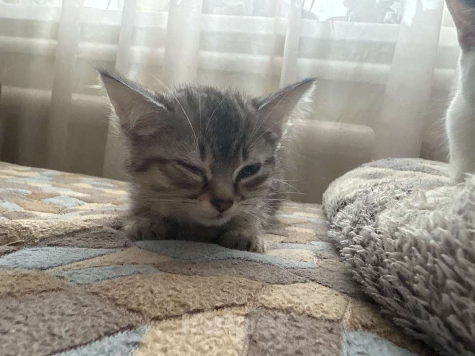 Кошки в других городах Воронежской области: Котята в добрые руки  Девочка, Бесплатно - фото 1