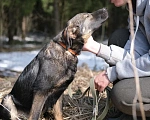 Собаки в Москве: Щенок девочка в добрые руки Девочка, Бесплатно - фото 7