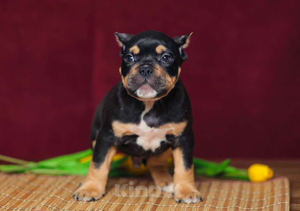 Собаки в Обнинске: Кобели булли черный триколор Мальчик, 150 000 руб. - фото 3