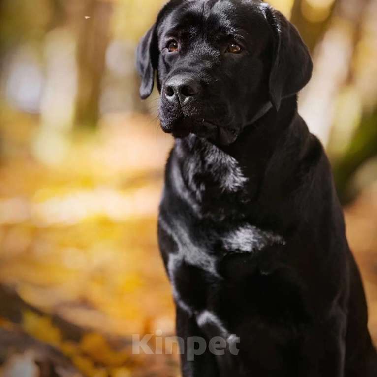 Собаки в Смоленске: Formula Number One ищет невесту Мальчик, Бесплатно - фото 6