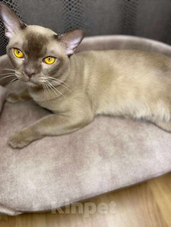 Кошки в Москве: Бурманский Аристократ Мальчик, 49 999 руб. - фото 3