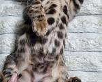 Кошки в Кемерово: Продам Бенгальских котят с документами Мальчик, 50 000 руб. - фото 2