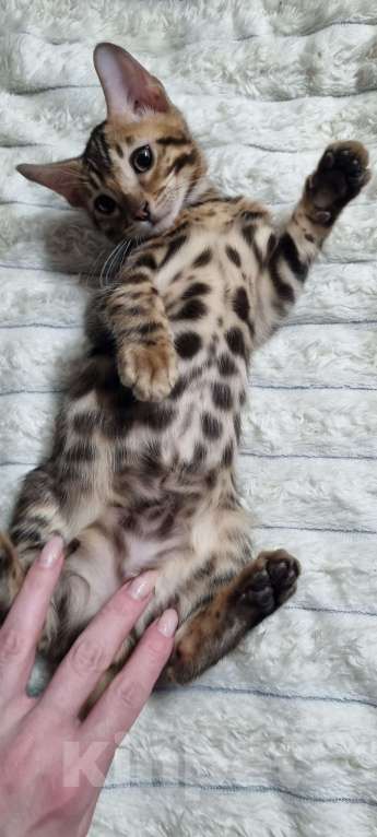 Кошки в Кемерово: Продам Бенгальских котят с документами Мальчик, 50 000 руб. - фото 2