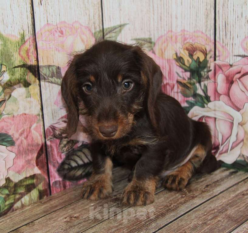 Собаки в Москве: Жесткошерстная такса Мальчик, 45 000 руб. - фото 6