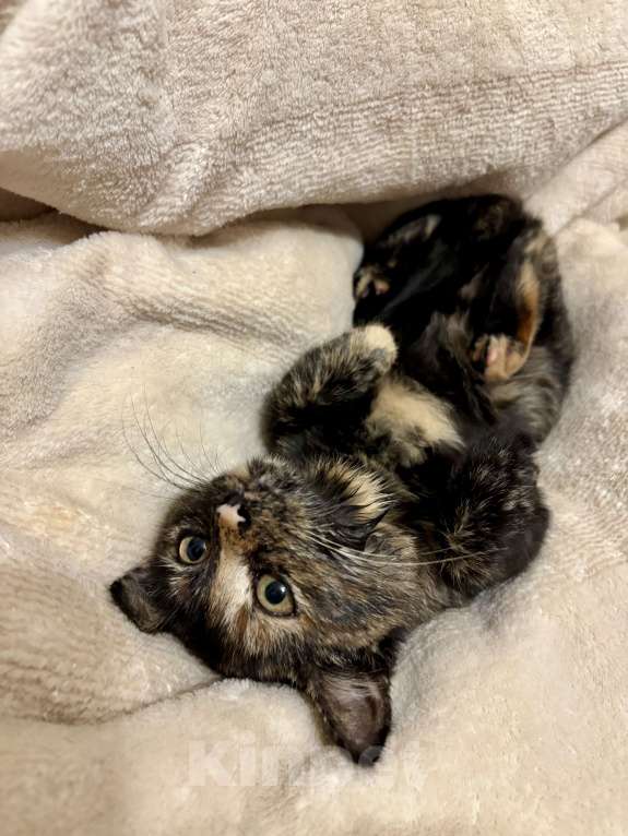 Кошки в Жуковском: Котенок очаровательная «черепашка» Девочка, Бесплатно - фото 10