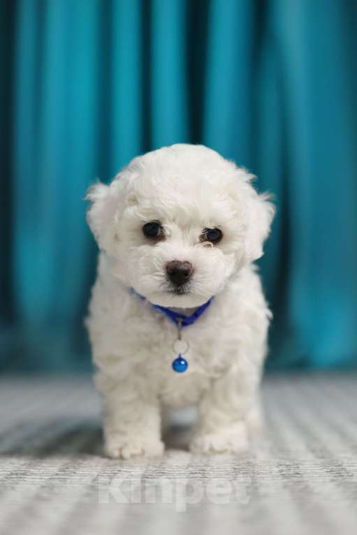 Собаки в Волгограде: Антонио Королевский дар  Мальчик, 160 000 руб. - фото 2