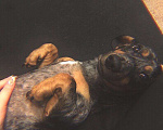 Собаки в Тюмени: Кабель вязка такса, 1 000 руб. - фото 5