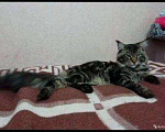 Кошки в Полярном Зоре: Мейнкунчики, 5 000 руб. - фото 4