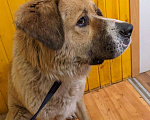 Собаки в Москве: Ищет дом Персей Мальчик, 10 руб. - фото 3